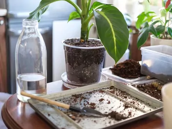 Difenbachia Seguiny 'Green Magic' - zdjęcie 2