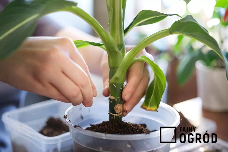 Difenbachia Seguiny 'Green Magic'