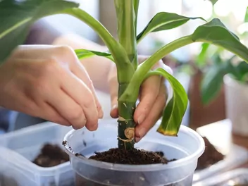 Difenbachia Seguiny 'Green Magic' - zdjęcie 3