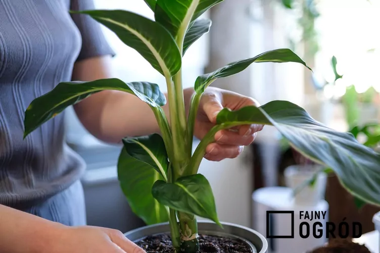 difenbachia-greenmagic-1 Difenbachia Seguiny 'Green Magic'