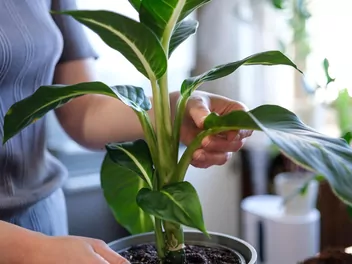 Ilustracja rośliny difenbachia seguiny 'green magic'