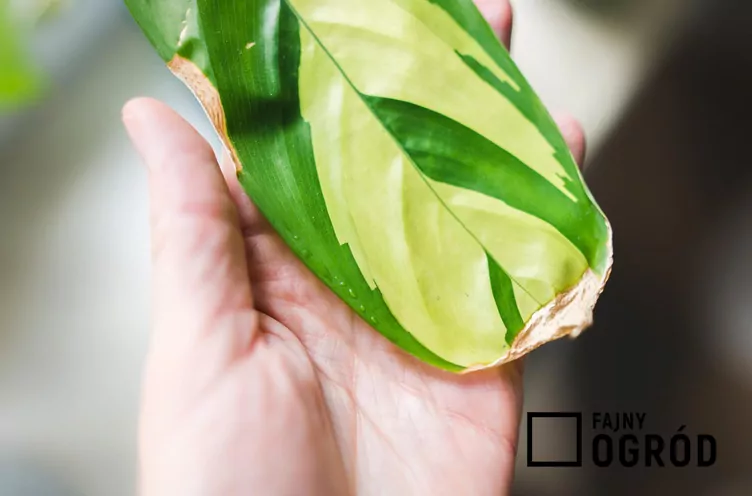 Ctenanthe 'Golden Mosaic'