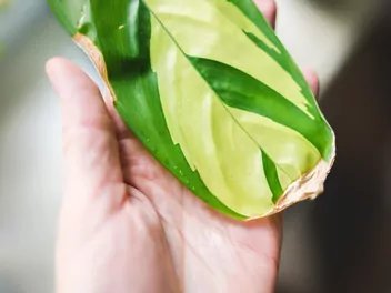 Ctenanthe 'Golden Mosaic' - zdjęcie 2