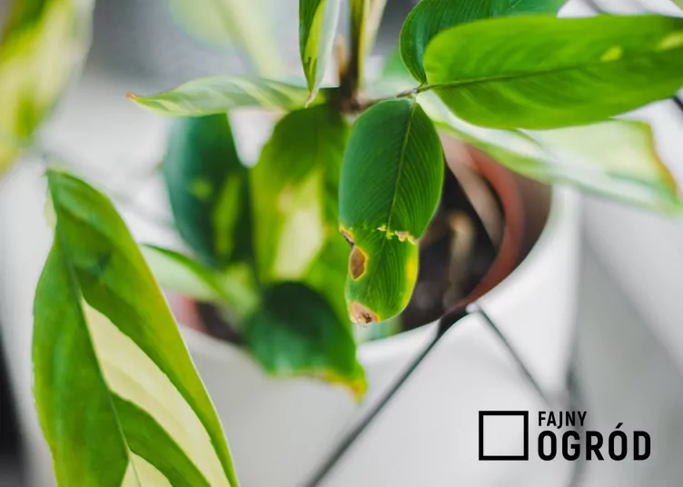 Ctenanthe 'Golden Mosaic'