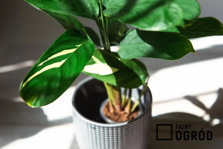 ctenanthe-goldenmosaic-1 Ctenanthe 'Golden Mosaic'