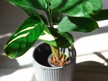 Ilustracja rośliny ctenanthe 'golden mosaic'