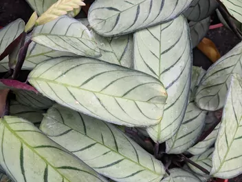 Ctenanthe Burle Marxa 'Amagris' - zdjęcie 2