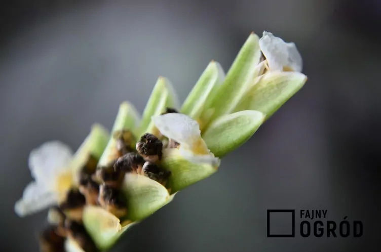 Ctenanthe Burle Marxa 'Amagris'