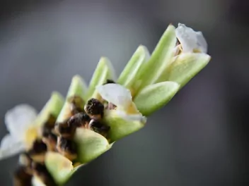 Ctenanthe Burle Marxa 'Amagris' - zdjęcie 3