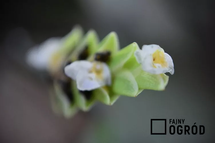 Ctenanthe Burle Marxa 'Amagris'