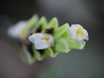 Ctenanthe Burle Marxa 'Amagris' - zdjęcie 4