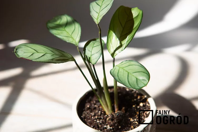 Ctenanthe Burle Marxa 'Amagris' - zdjęcie 5