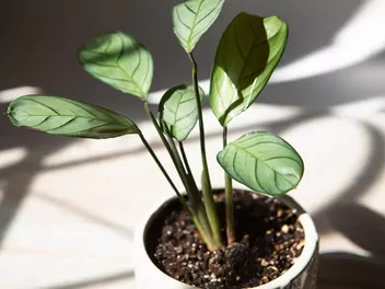 Ctenanthe Burle Marxa 'Amagris' - zdjęcie 5