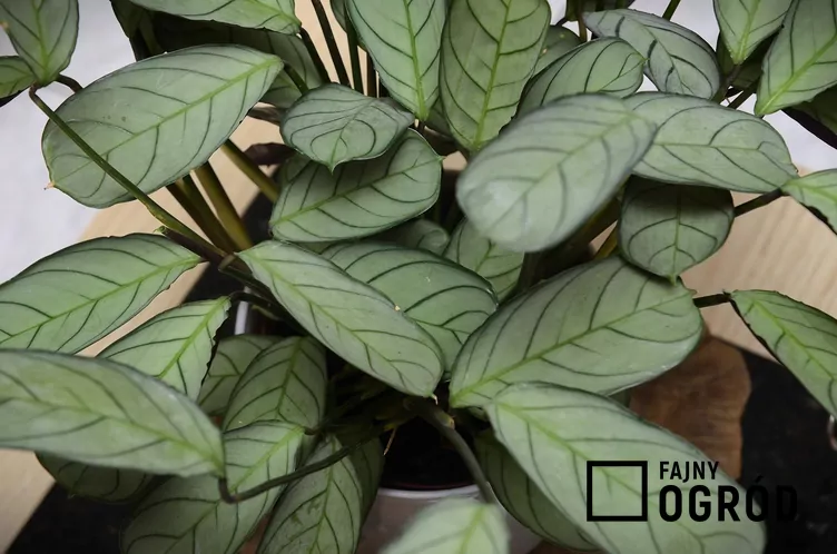 ctenanthe-amagris-1 Ctenanthe Burle Marxa 'Amagris'