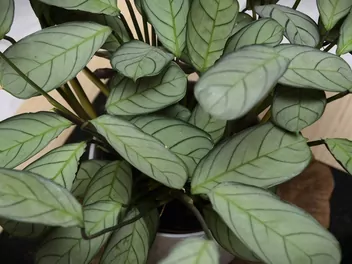 Ilustracja rośliny ctenanthe burle marxa 'amagris'