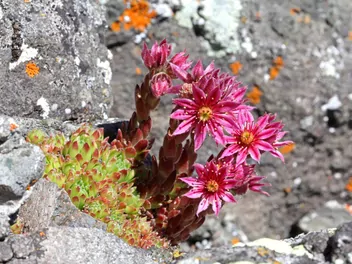 Zdjęcie ilustrujące rojnik górski