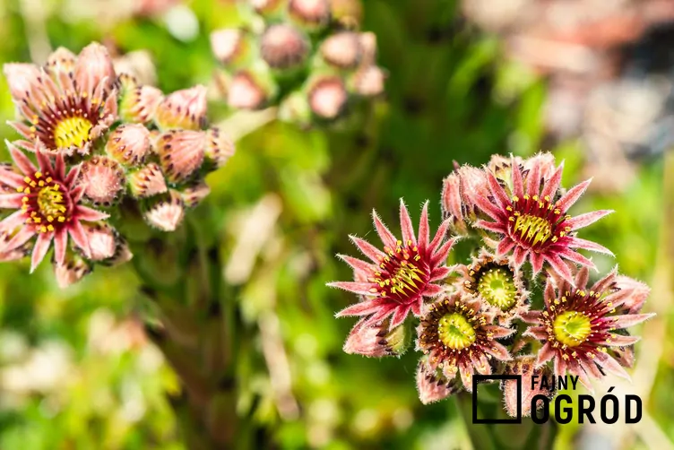 Rojnik górski Rojnik górski