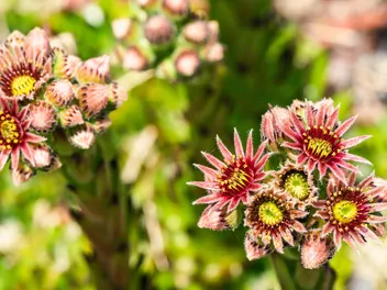 Rojnik górski - zdjęcie 2