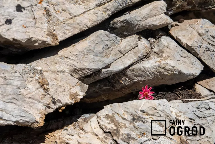 Rojnik górski Rojnik górski