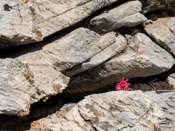 Rojnik górski - zdjęcie 3