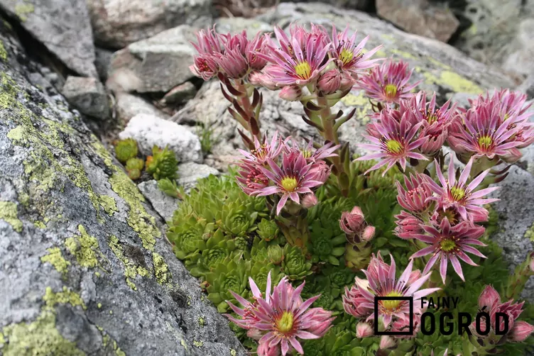 Rojnik górski Rojnik górski