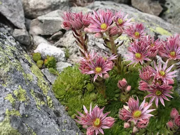 Rojnik górski - zdjęcie 4