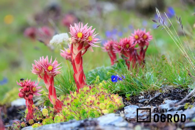 Rojnik górski - zdjęcie 5 Rojnik górski - zdjęcie 5