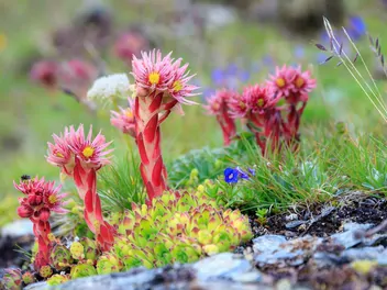 Rojnik górski - zdjęcie 5