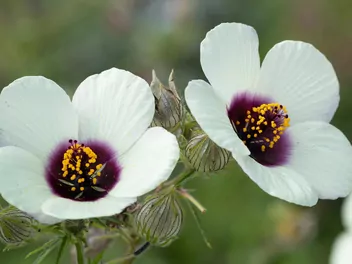 Ketmia konopiowata - zdjęcie 2