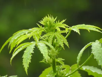 Ketmia konopiowata - zdjęcie 3