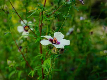 Ketmia konopiowata - zdjęcie 4