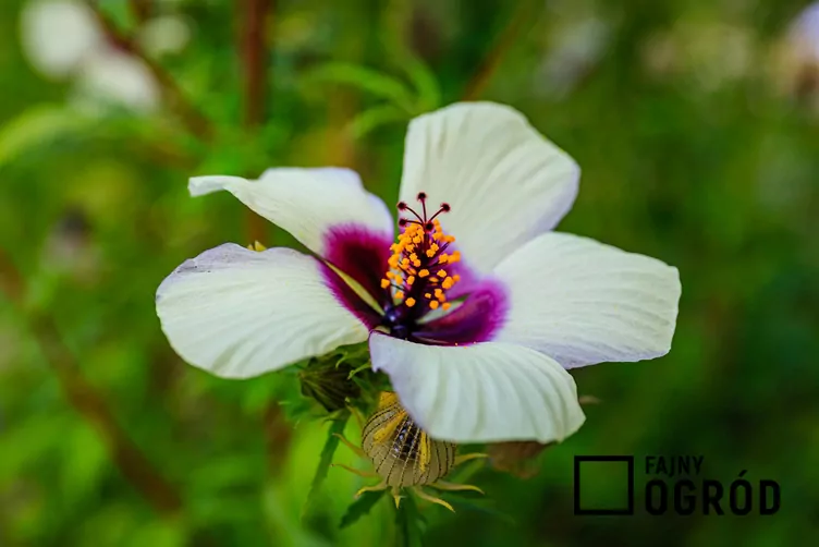 Ketmia konopiowata - zdjęcie 5