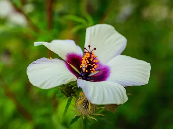 Ketmia konopiowata - zdjęcie 5