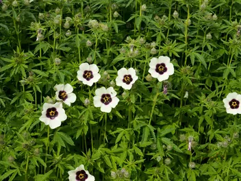 Ilustracja rośliny ketmia konopiowata