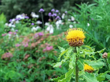 Chaber wielkogłówkowy - zdjęcie 2