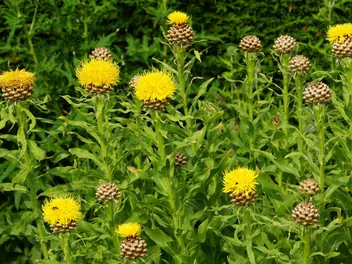 Chaber wielkogłówkowy - zdjęcie 3