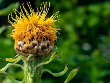 Chaber wielkogłówkowy - zdjęcie 4