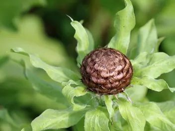 Chaber wielkogłówkowy - zdjęcie 5