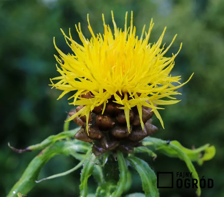 Chaber wielkogłówkowy