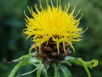 Ilustracja rośliny chaber wielkogłówkowy