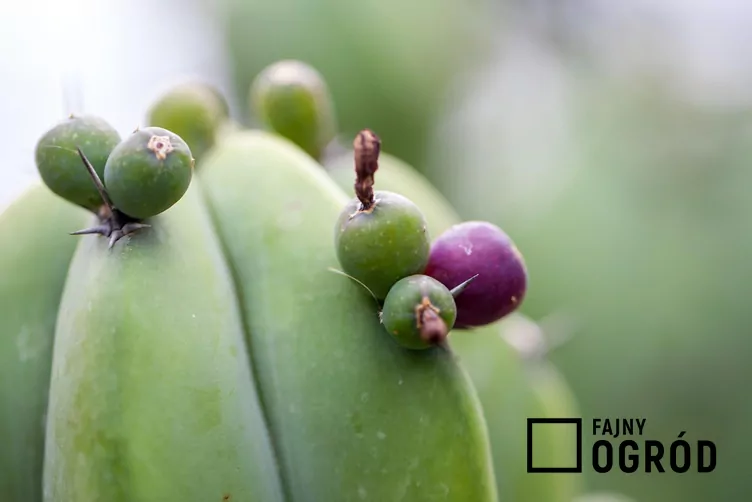 Myrtillocactus geometrizans Myrtillocactus geometrizans