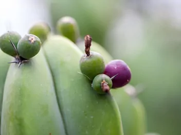 Myrtillocactus geometrizans - zdjęcie 2