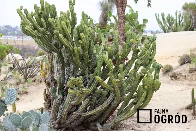Myrtillocactus geometrizans Myrtillocactus geometrizans