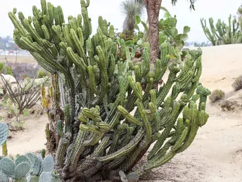 Myrtillocactus geometrizans - zdjęcie 3