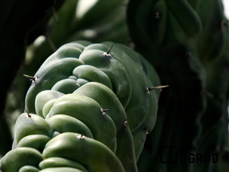 Myrtillocactus geometrizans Myrtillocactus geometrizans