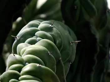 Myrtillocactus geometrizans - zdjęcie 4