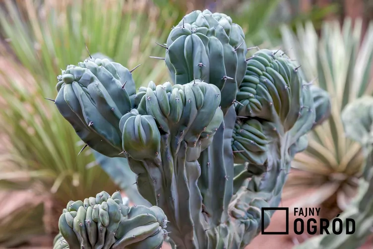 Myrtillocactus geometrizans - zdjęcie 5 Myrtillocactus geometrizans - zdjęcie 5