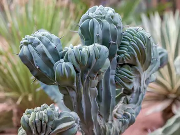 Myrtillocactus geometrizans - zdjęcie 5