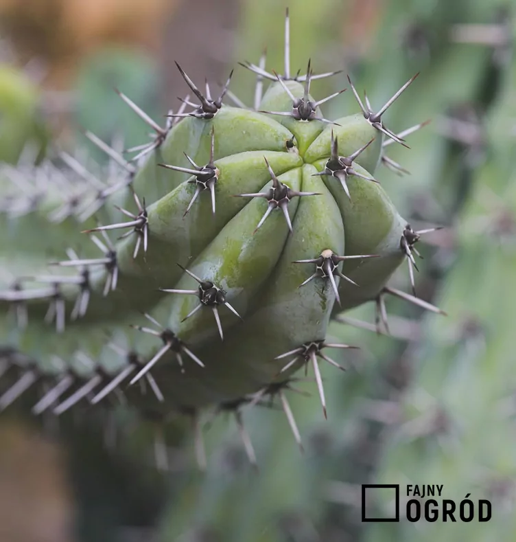 geometrizans-1 Myrtillocactus geometrizans