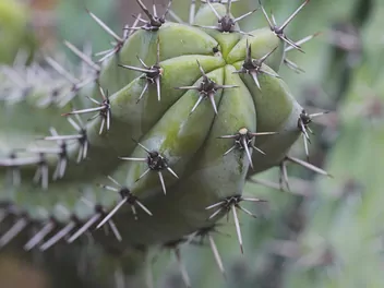 Ilustracja rośliny myrtillocactus geometrizans